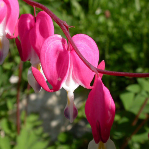 Coeur de Marie - Dicentra spectabilis - 10 ml